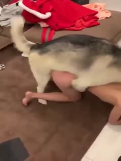 不装逼!让你们看看我的小母狗是怎么配种的