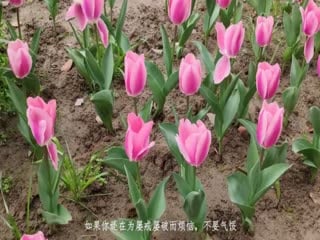 户外跳蛋阅读